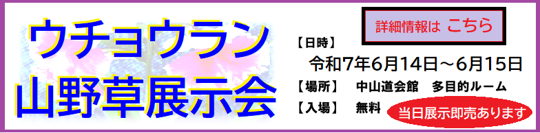 ウチョウラン